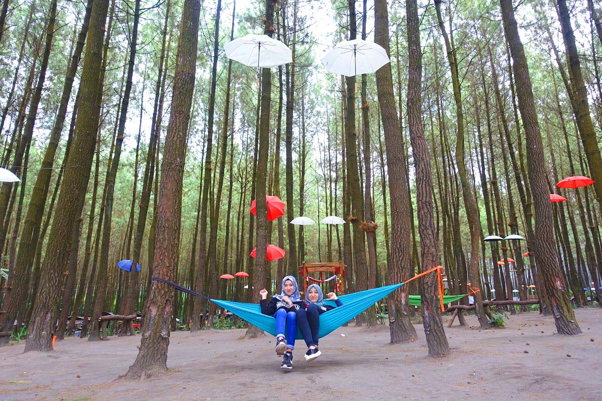 Jalan-Jalan di Hutan Pinus Semeru