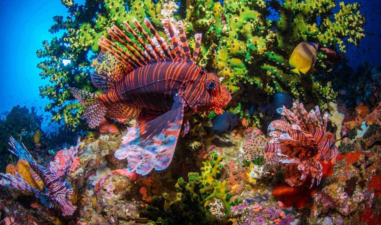 5 Spot Snorkeling di Pulau Menjangan Besar yang Menakjubkan