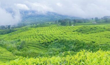6 Kebun Teh di Bandung dengan Udara Sejuk untuk Healing