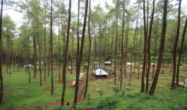 6 Hutan Pinus di Malang yang Wajib Kamu Kunjungi