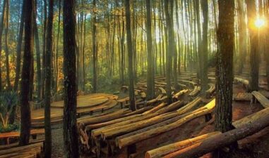 6 Hutan Pinus di Jogja yang Instagramable