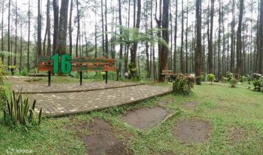 6 Hutan Pinus di Bandung untuk Liburan yang Tenang